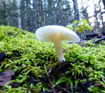 White mushroom growing in bright green moss on a forest floor near Telluride, Colorado