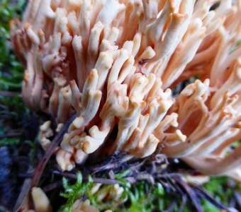 Pale peach coral fungus (Ramaria) growing on the forest floor near Telluride