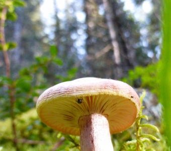 Pinkish mushroom with pale yellow gills growing in moss near Telluride, Colorado