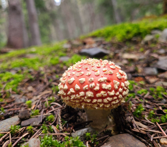 Young red fly agaric-type Amanita mushroom near Telluride, Colorado