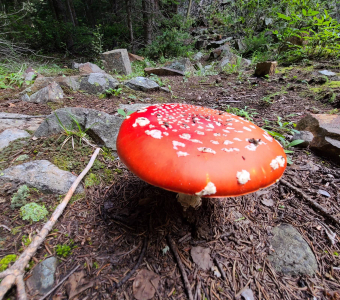 Yellow fly agaric mushroom with white cap patches growing in Ophir, Colorado