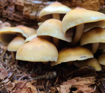 Cluster of yellow mushrooms growing beside decaying wood near Telluride, Colorado