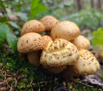 Cluster of yellow scaly mushrooms growing in moss near Telluride, Colorado