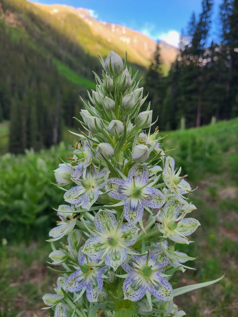 Flowering green gentian (Frasera speciosa) in Waterfall Canyon near Ophir, Colorado