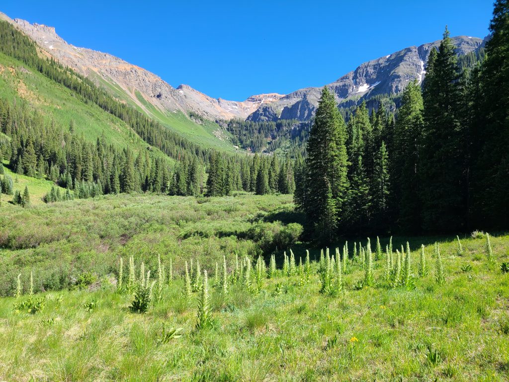 Flowering monument plants scattered across Waterfall Canyon near Ophir, Colorado