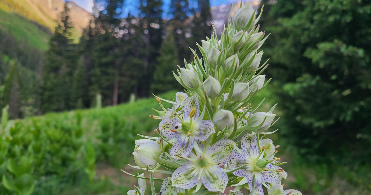Monument plant (Frasera speciosa) flowering in Waterfall Canyon near Ophir, Colorado