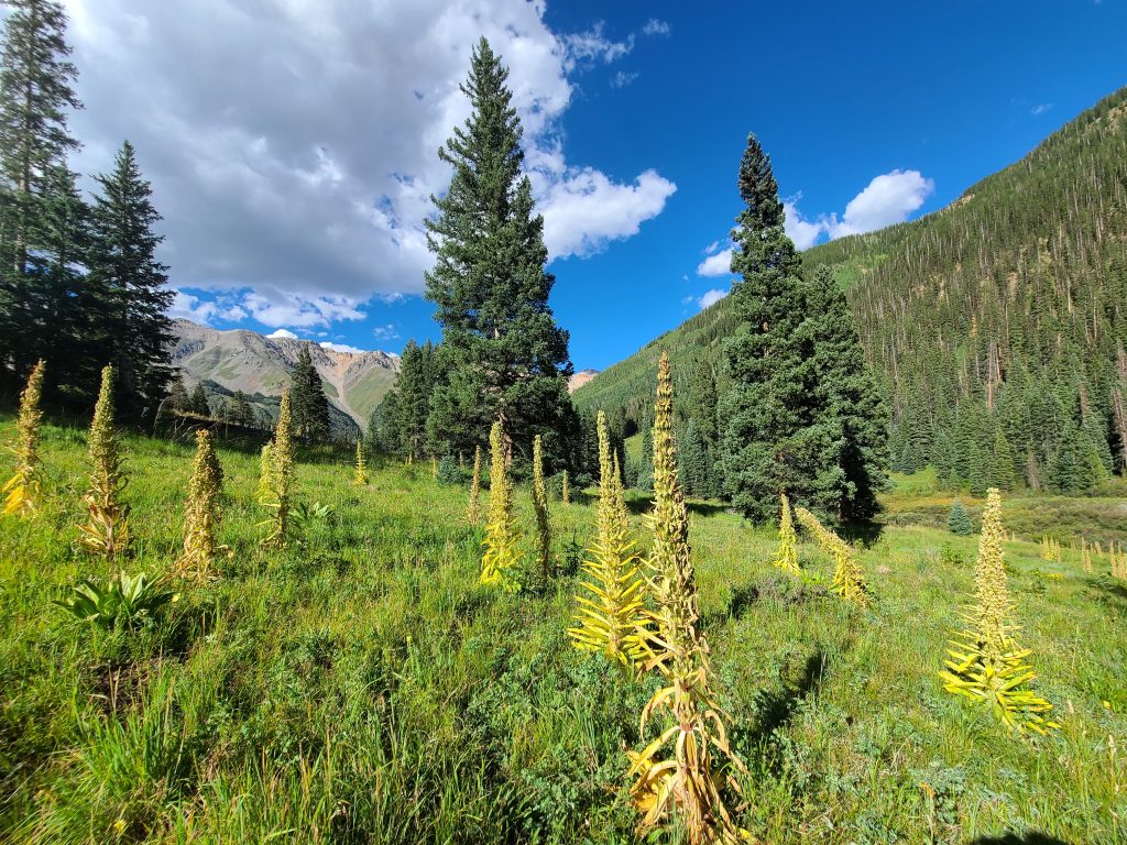 Monument plants after flowering in Waterfall Canyon near Ophir, Colorado, August 17, 2026