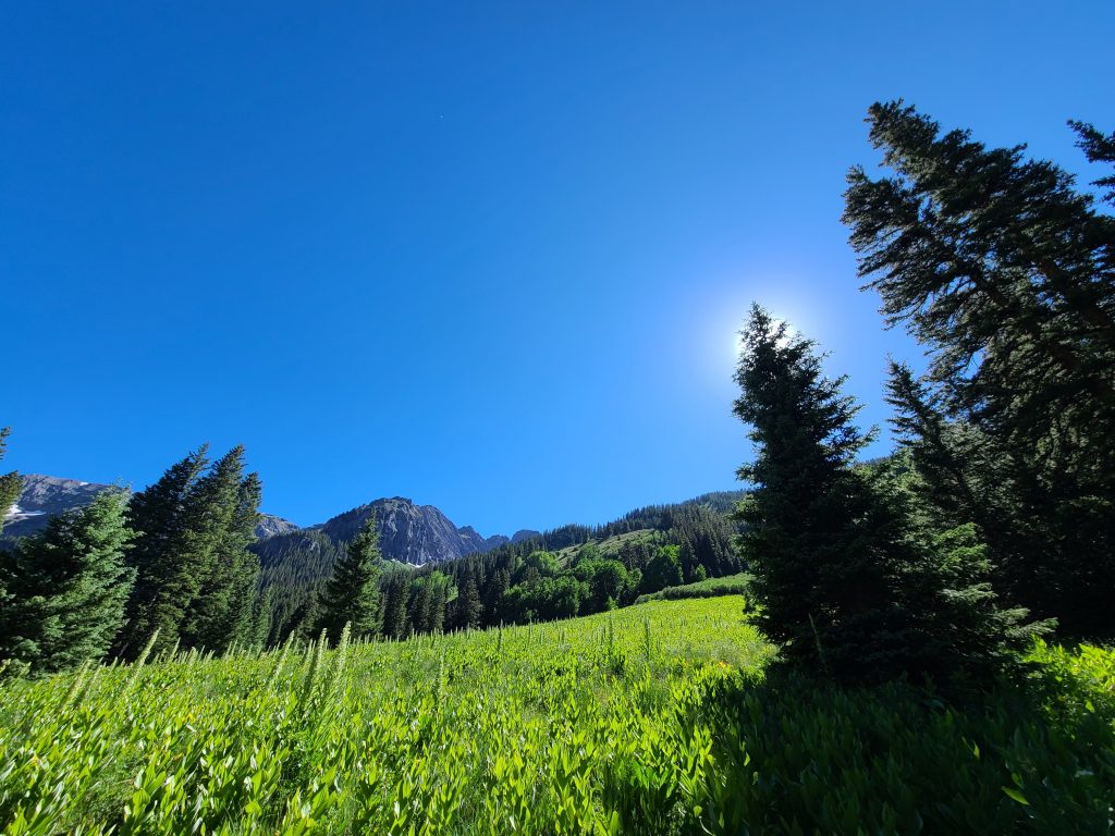 Monument plants flowering on a sunlit slope in Waterfall Canyon near Ophir, Colorado