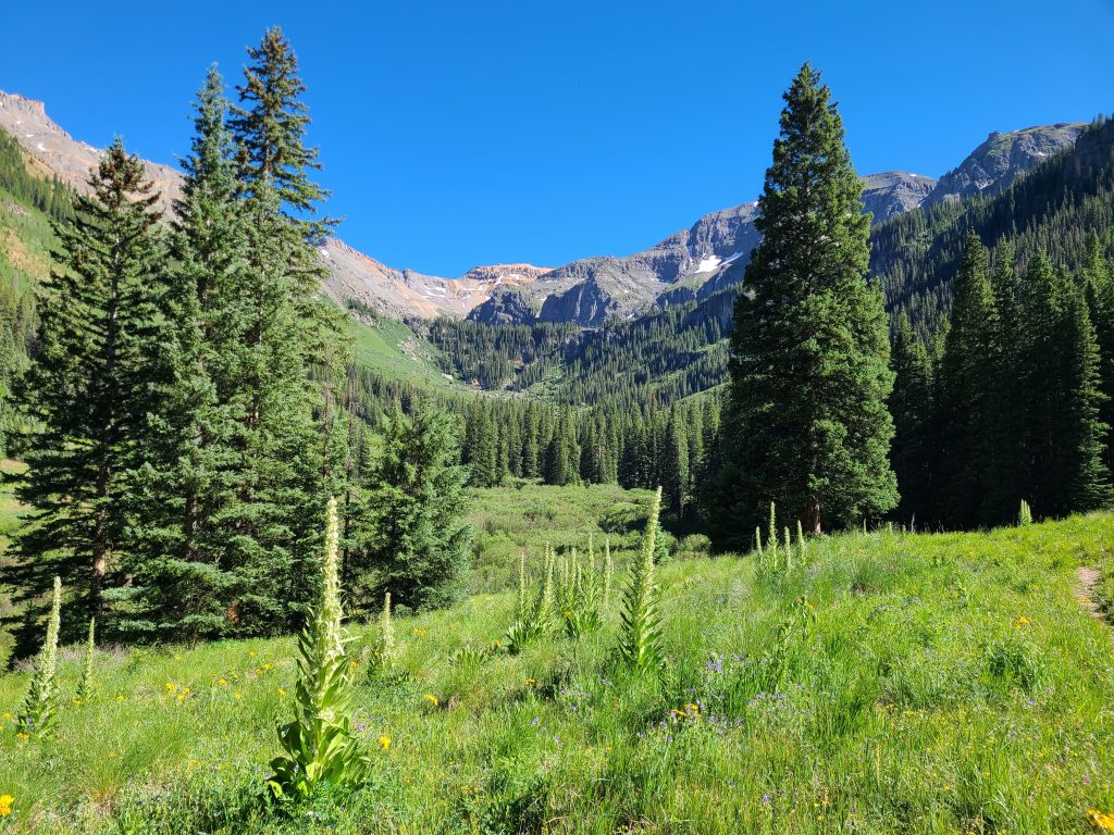 Flowering monument plants scattered through an open meadow in Waterfall Canyon near Ophir, Colorado